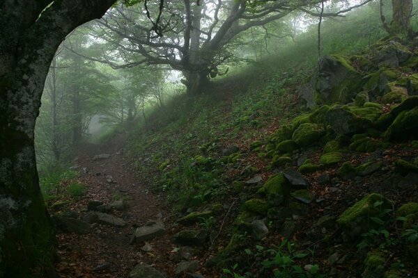 Sisli orman, kayaların üzerindeki yosun