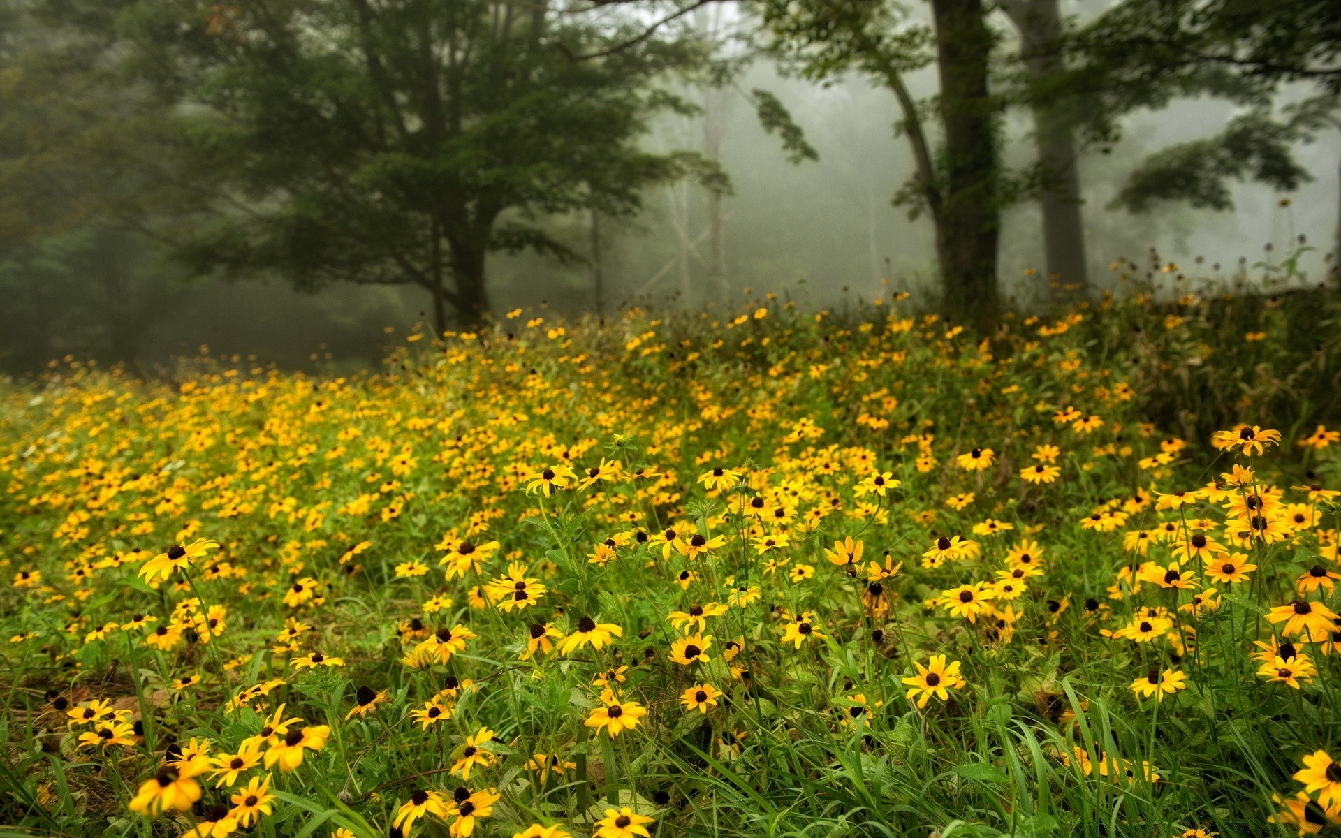 landscapes flower summer flora nature field landscape hayfield floral garden outdoors grass season growth leaf sun rural bright blooming fair weather