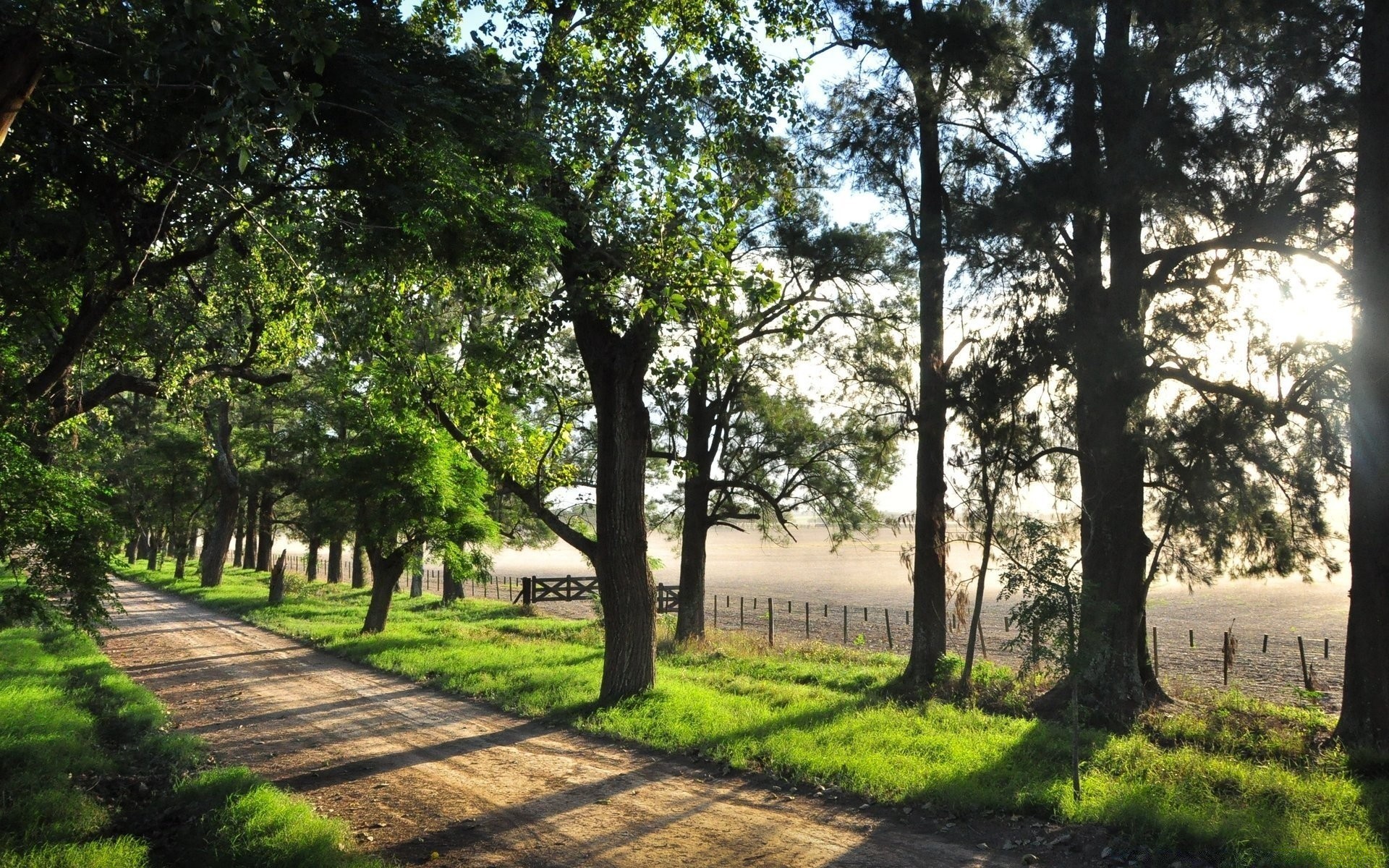 景观 树 景观 自然 草 木材 指南 路 公园 环境 植物群 叶 户外 途径 季节 夏天 好天气 农村 分支 花园