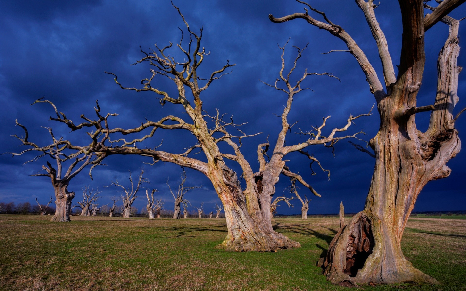 paisaje árbol paisaje madera naturaleza rama al aire libre medio ambiente parque otoño amanecer tronco corteza