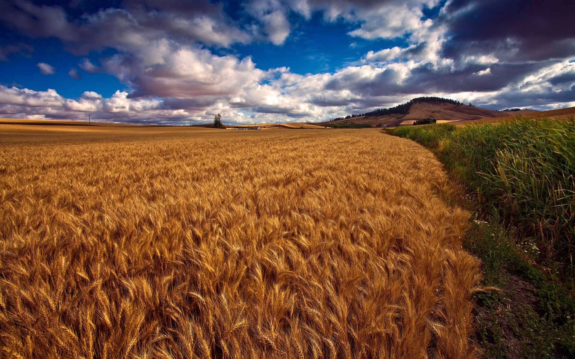 paesaggio grano cereali agricoltura pascolo campo fattoria raccolto rurale paesaggio terra coltivata cielo campagna mais oro all aperto segale tramonto natura paese