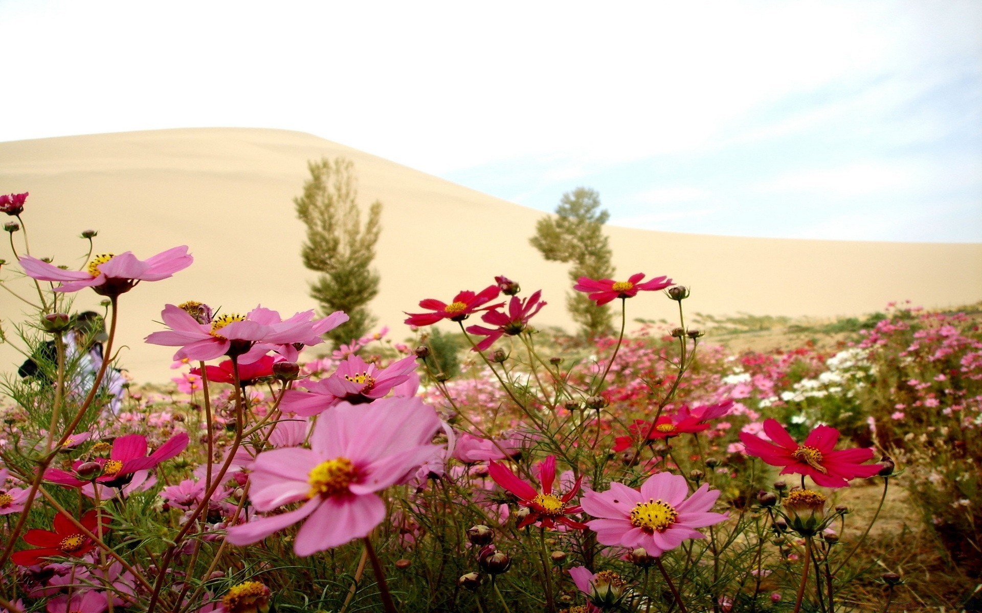 landscapes flower nature summer field flora grass blooming hayfield floral sunny color garden wild bright beautiful outdoors growth fair weather petal