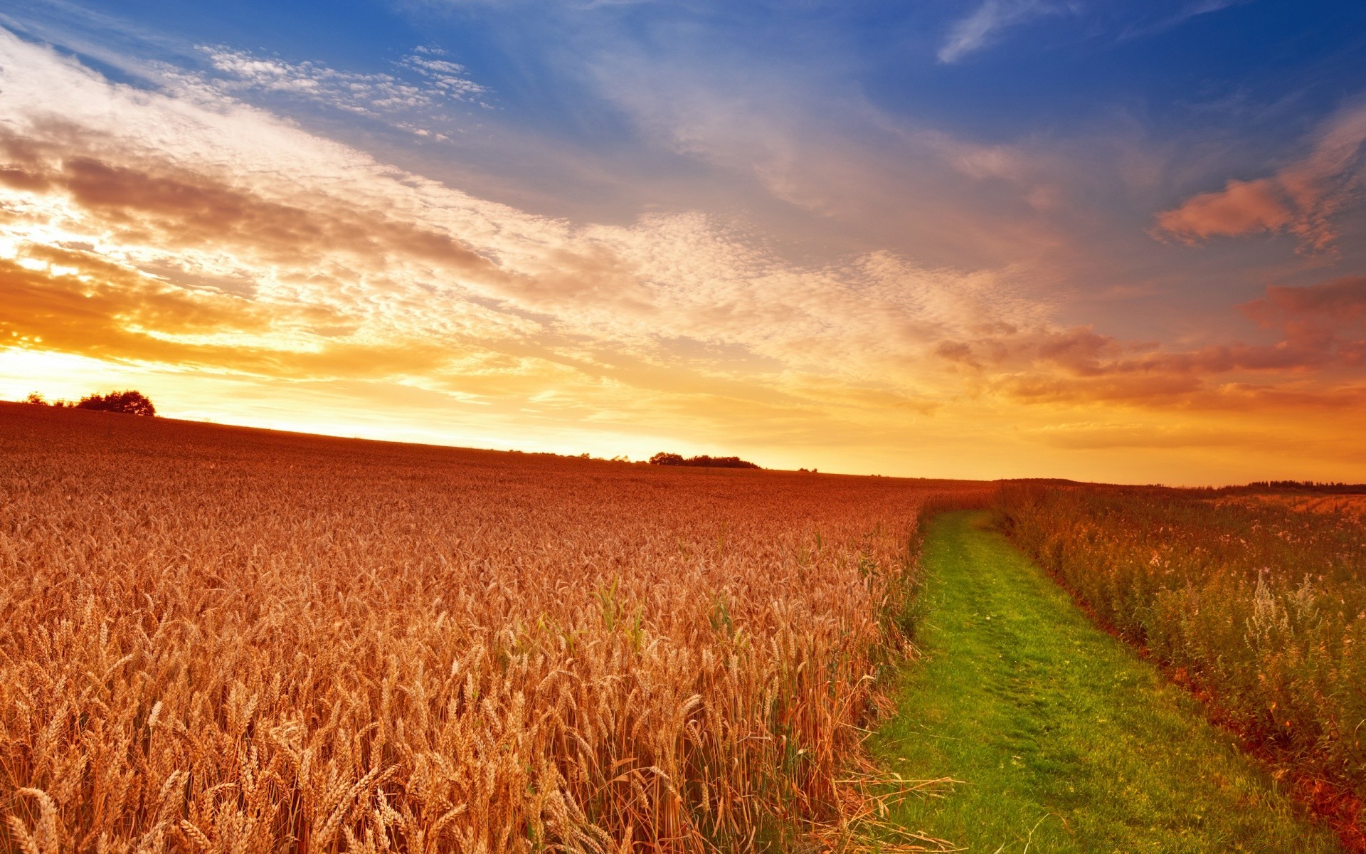 paesaggio grano rurale cielo paesaggio campagna campo natura fiocchi tramonto mais agricoltura all aperto pascolo fattoria sole raccolto terra coltivata estate erba