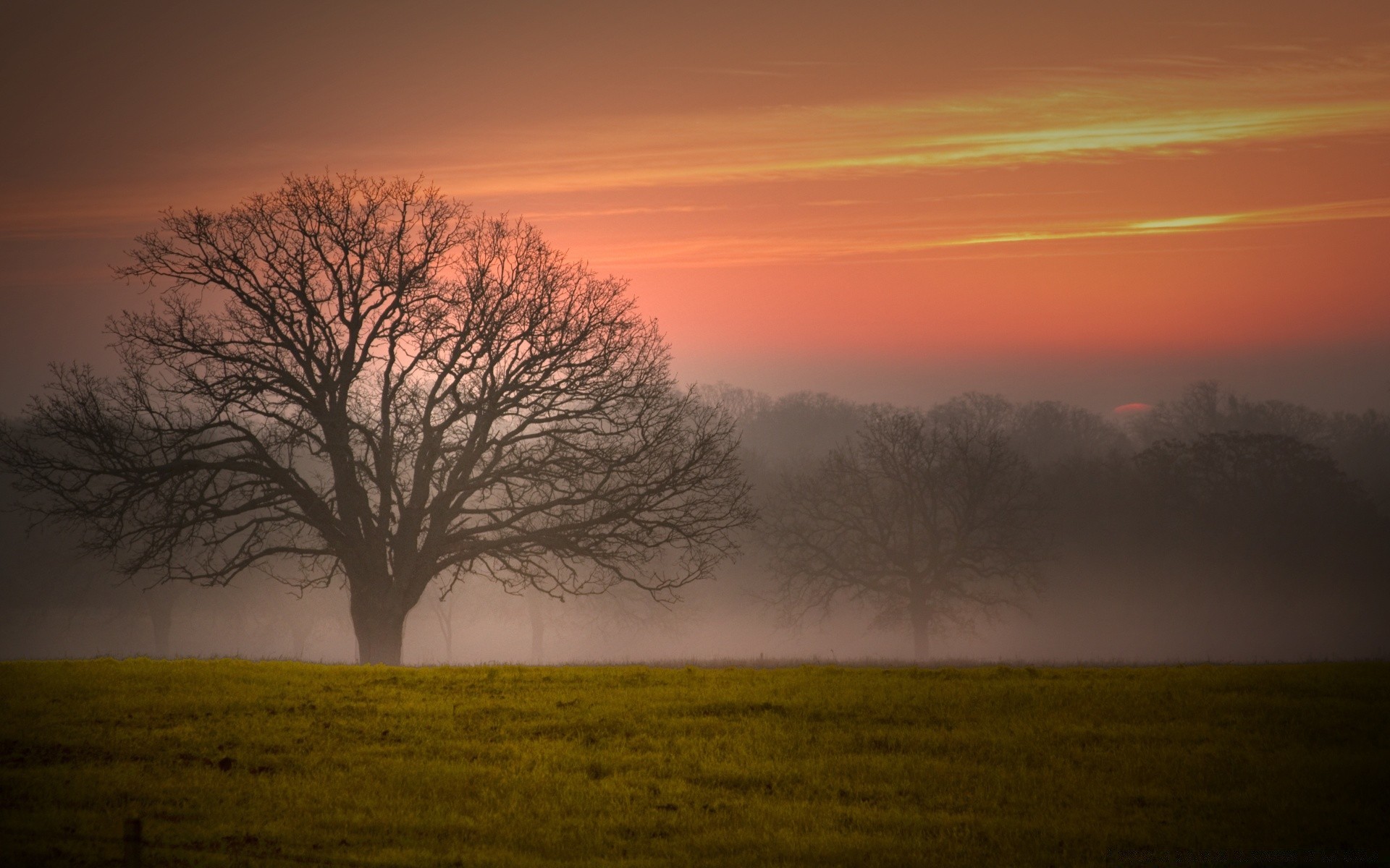 paysage aube paysage coucher de soleil arbre brouillard soir brouillard soleil nature rétro-éclairé automne ciel lumière silhouette à l extérieur crépuscule