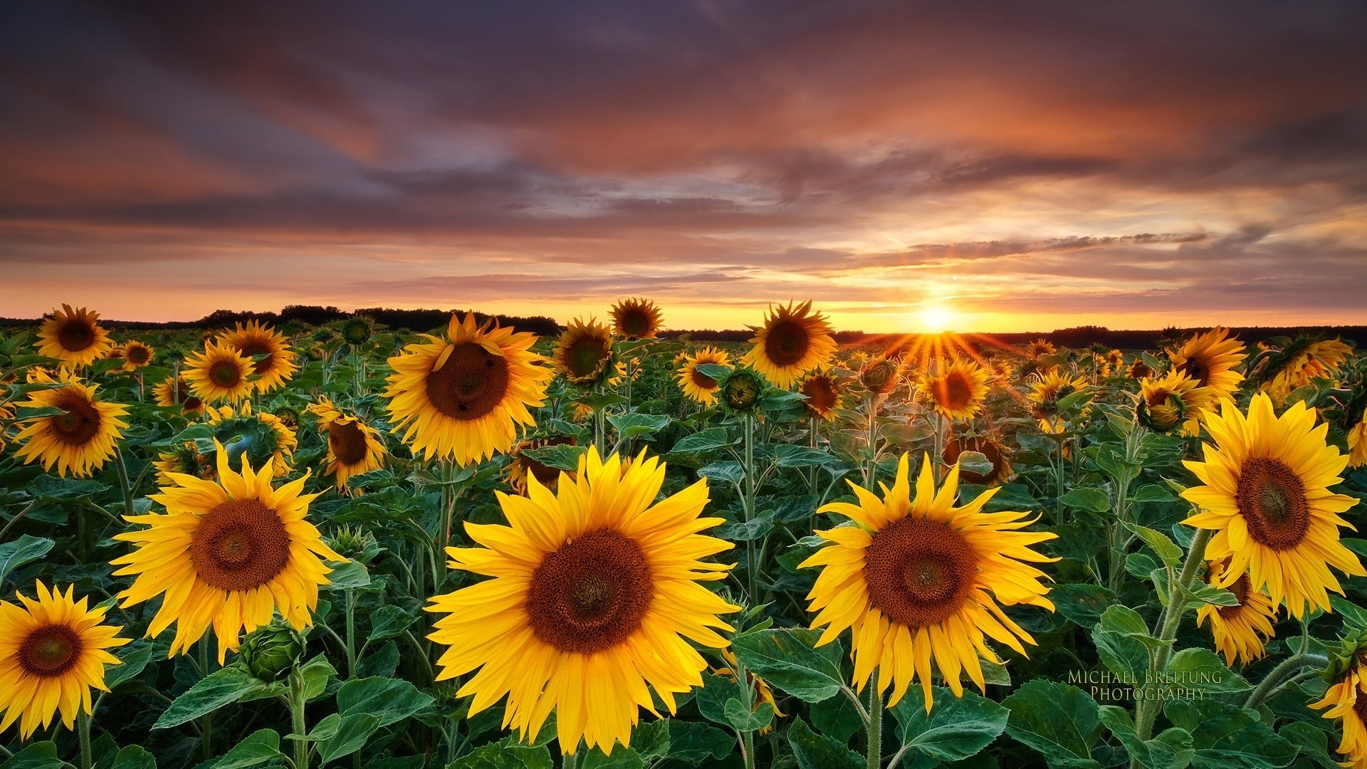 paisaje girasol verano flor naturaleza flora brillante sol hoja campo crecimiento rural buen tiempo floral brillante color jardín soleado al aire libre pétalo