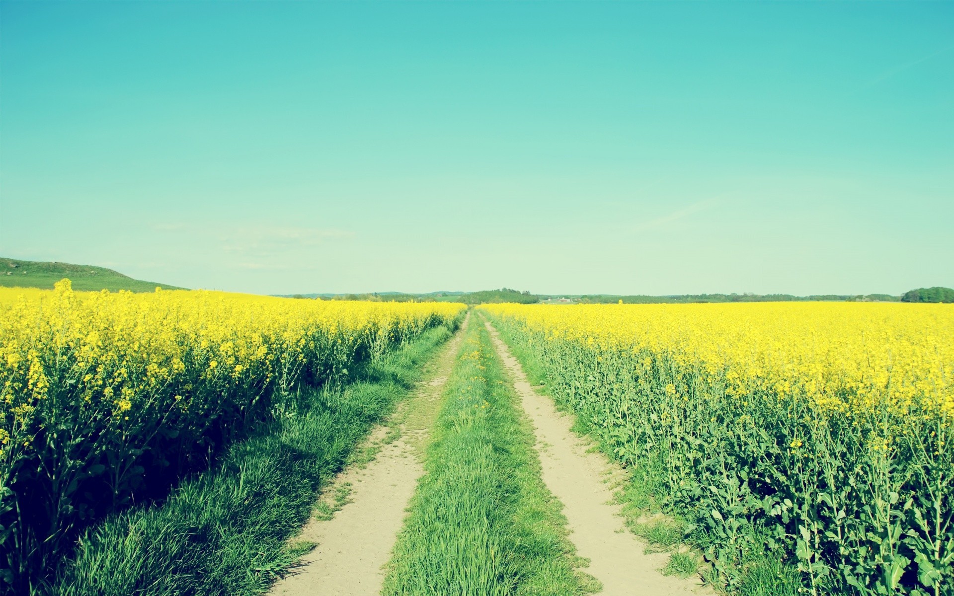 landscapes agriculture field landscape crop farm rural nature countryside sky summer outdoors flora growth country horizon hayfield farmland pasture soil