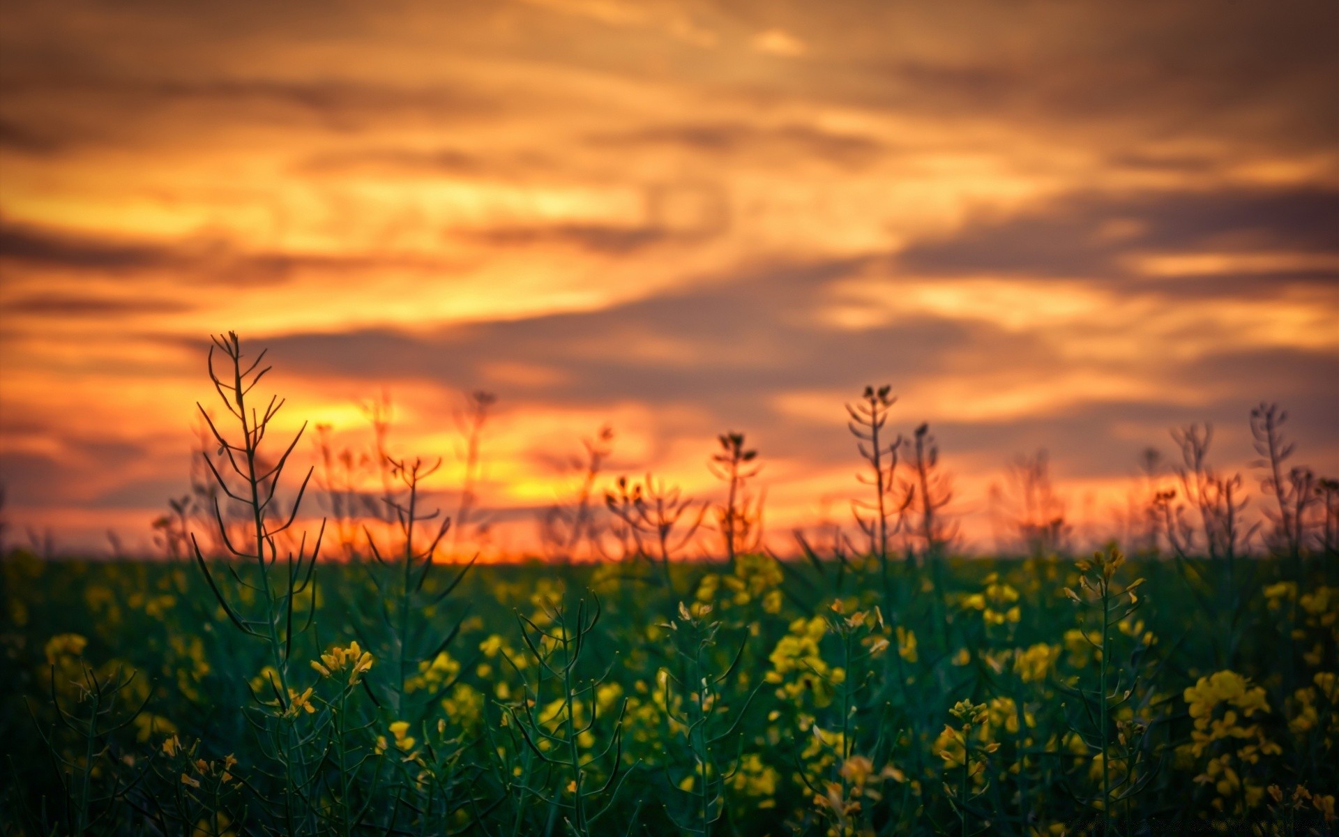 paesaggio tramonto alba paesaggio sole campo natura cielo sera rurale bel tempo crepuscolo all aperto campagna agricoltura fattoria fiore erba nuvola estate