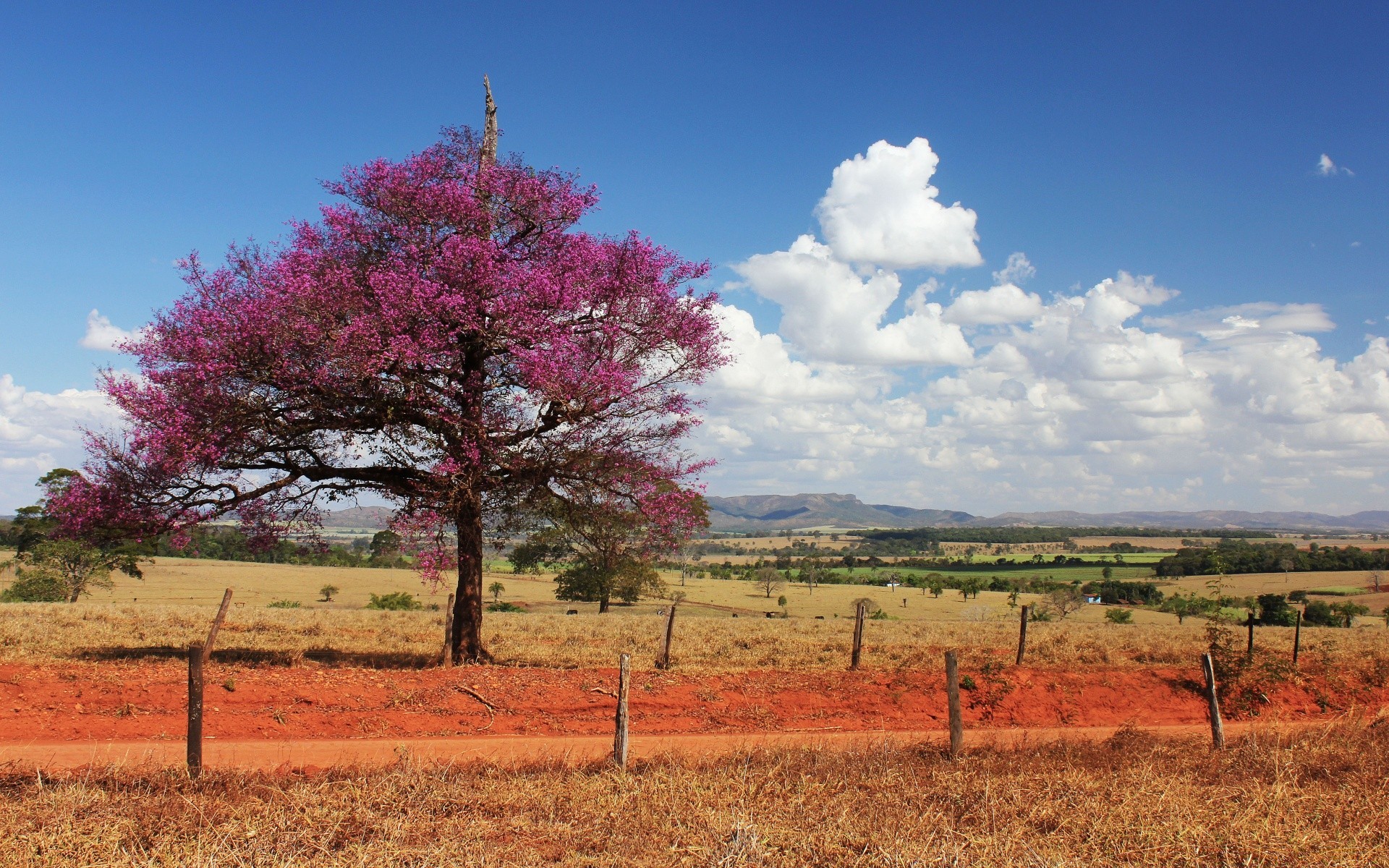 landschaft landschaft baum natur himmel gras feld im freien umwelt flora saison des ländlichen heuhaufen landschaft sommer szene landschaftlich park farbe horizont