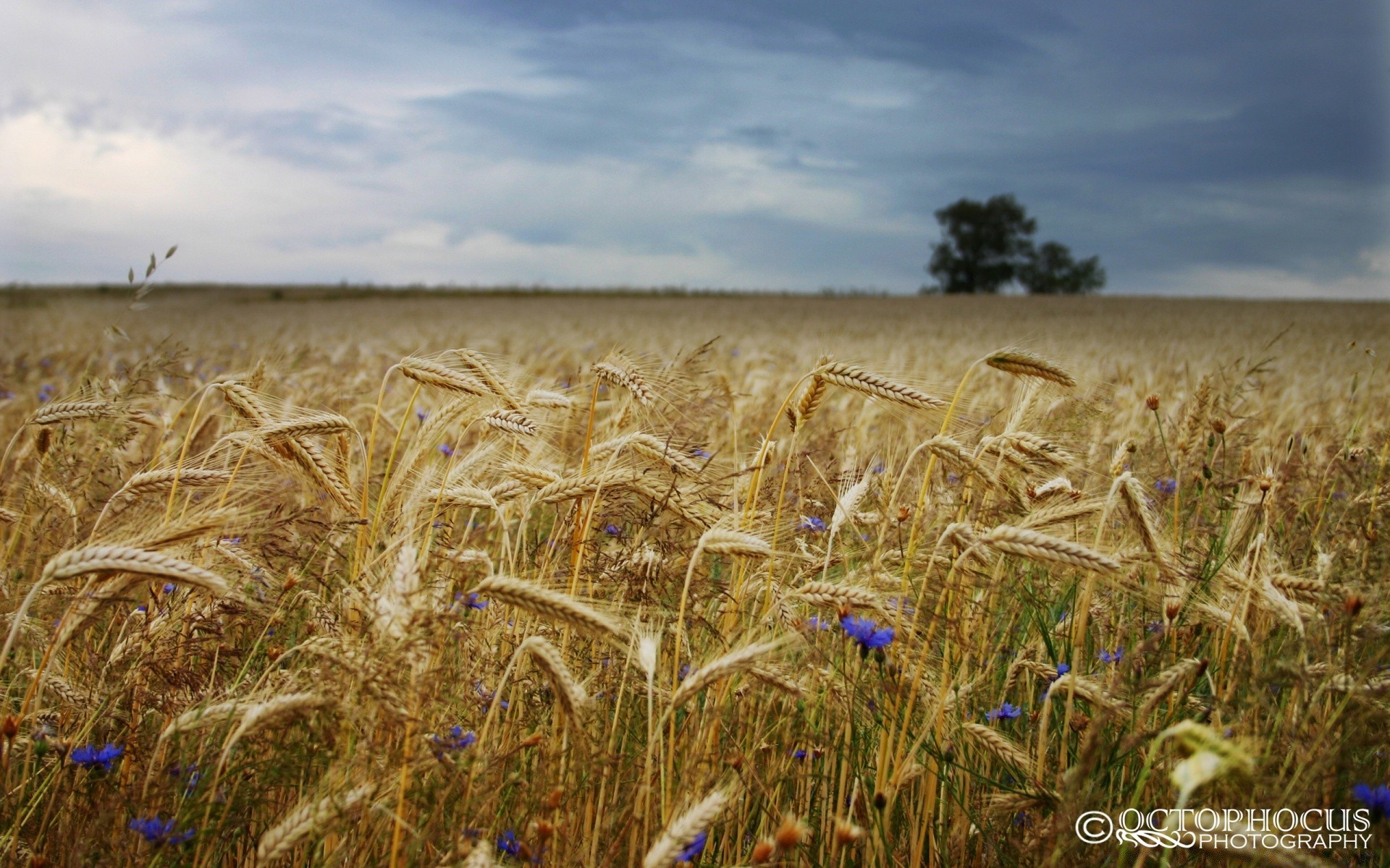 paesaggio grano fiocchi mais pascolo pane rurale paglia segale raccolto campo campagna agricoltura fattoria orzo estate all aperto terreno agricolo cielo