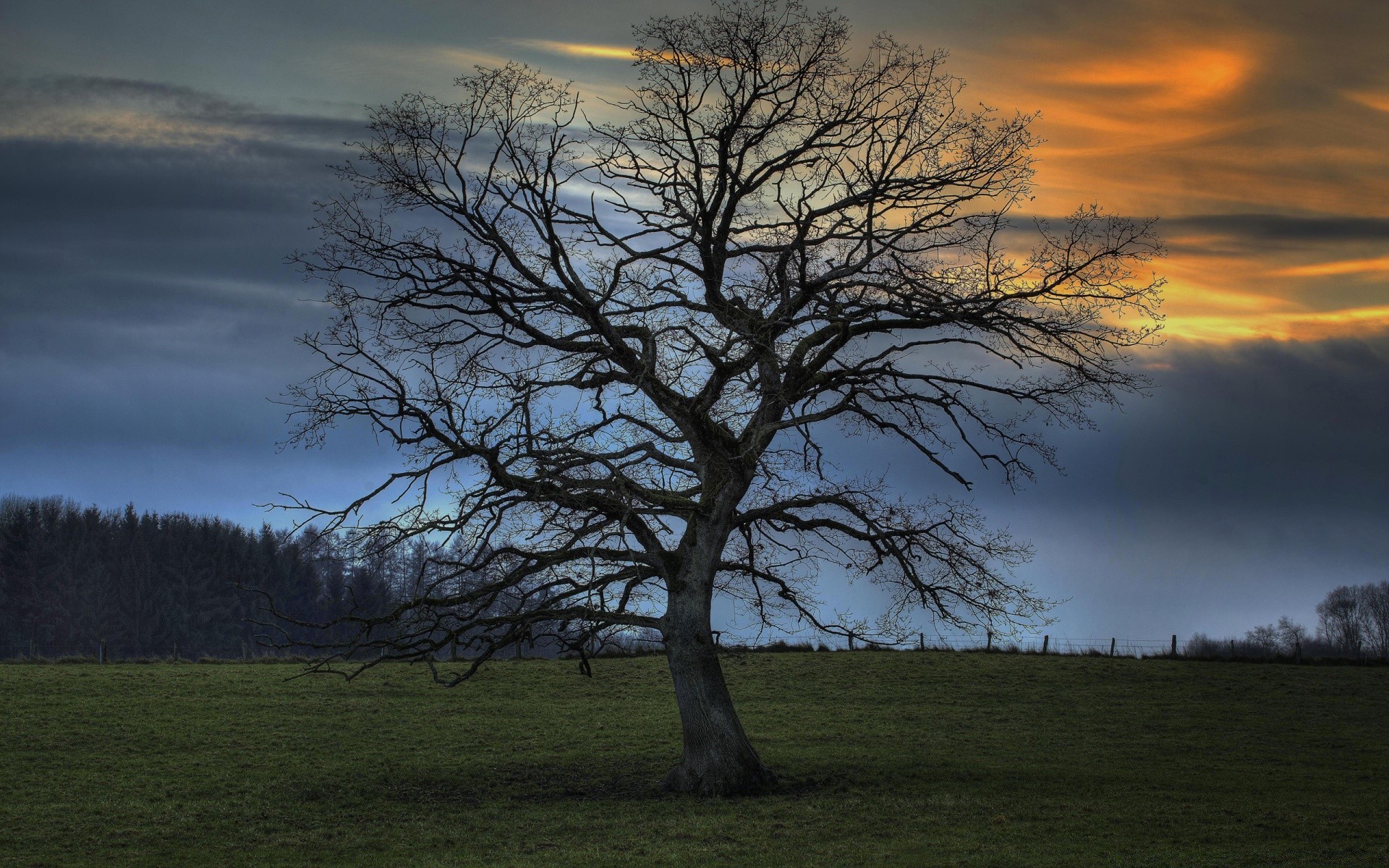 landscapes tree landscape dawn fall sunset nature grass evening fog outdoors light backlit wood mist sun countryside sky scenic alone