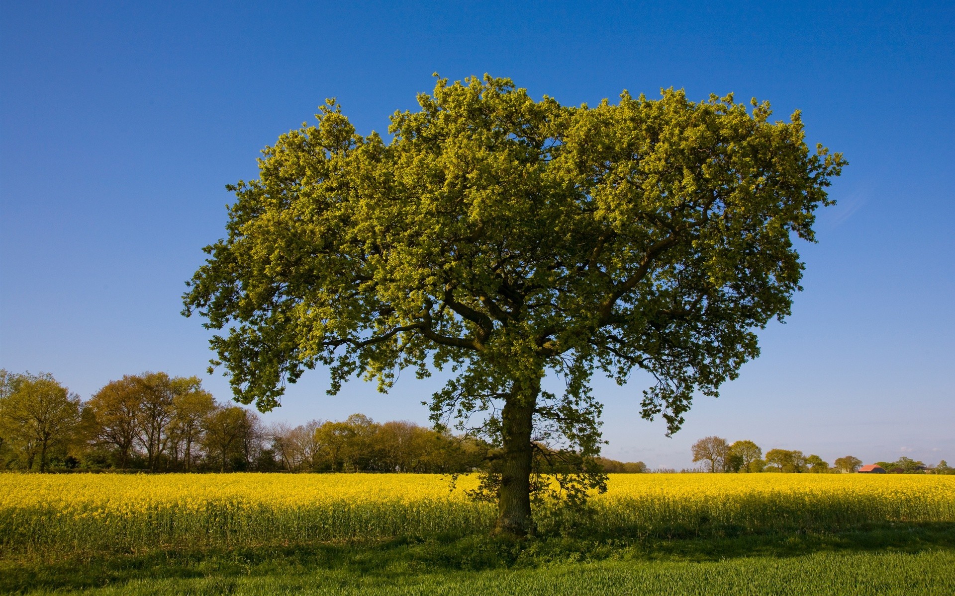 landschaft landschaft baum landwirtschaft landschaft feld ländlichen heuhaufen natur land himmel gras bauernhof im freien landschaftlich tageslicht jahreszeit mittwoch gutes wetter horizont