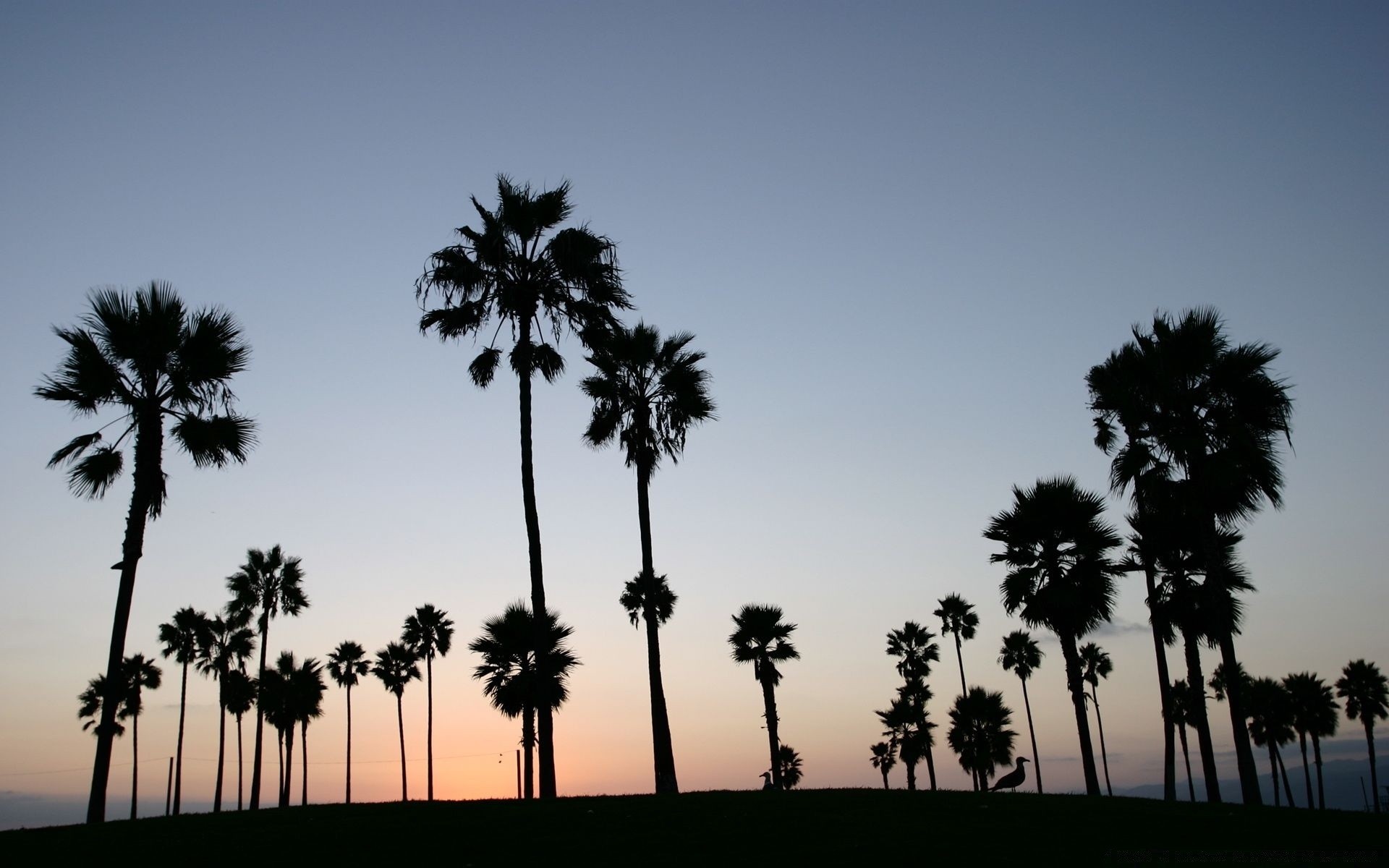 landschaft baum palmen tropisch strand sonne sommer sand kokosnuss exotisch hintergrundbeleuchtung reisen insel urlaub himmel silhouette im freien idylle meer natur