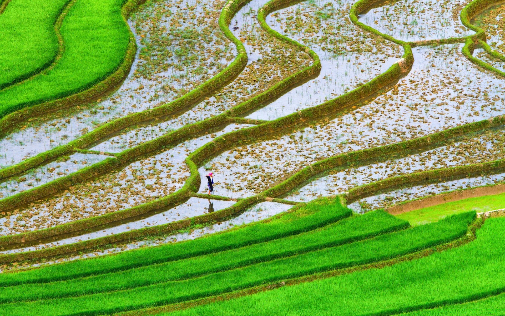 landscapes food growth flora nature desktop leaf outdoors pattern vegetable water garden