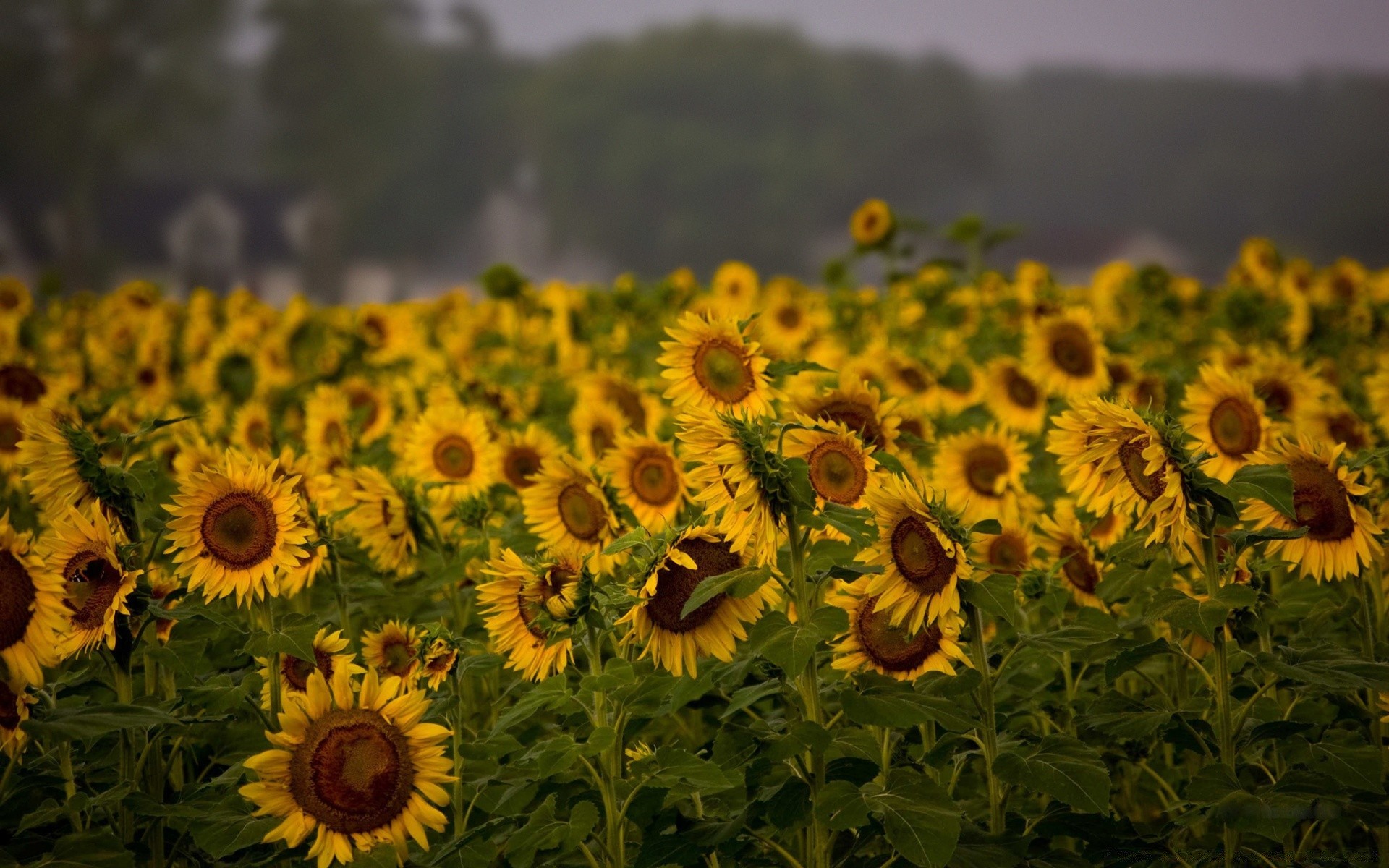 paisaje girasol campo flor flora naturaleza verano crecimiento agricultura floral plantación heno semilla rural pétalo brillante sol hoja jardín buen tiempo soleado