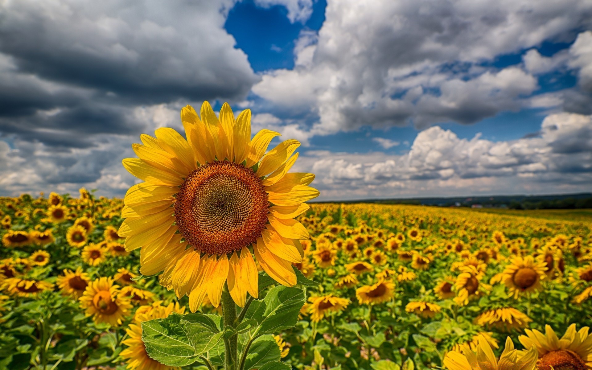 paesaggio girasole estate natura fiore campo flora rurale luminoso sole crescita bel tempo fieno agricoltura luminoso soleggiato cielo all aperto foglia stagione