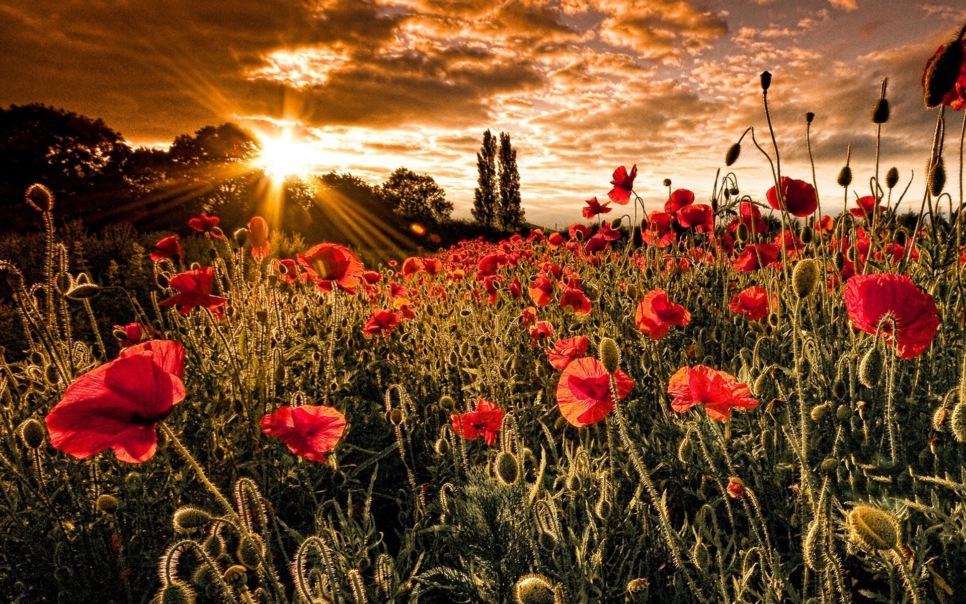 landschaft poppy blume feld flora natur sommer des ländlichen heuhaufen farbe sonne landschaft gras im freien hell wachstum garten gutes wetter jahreszeit blumen