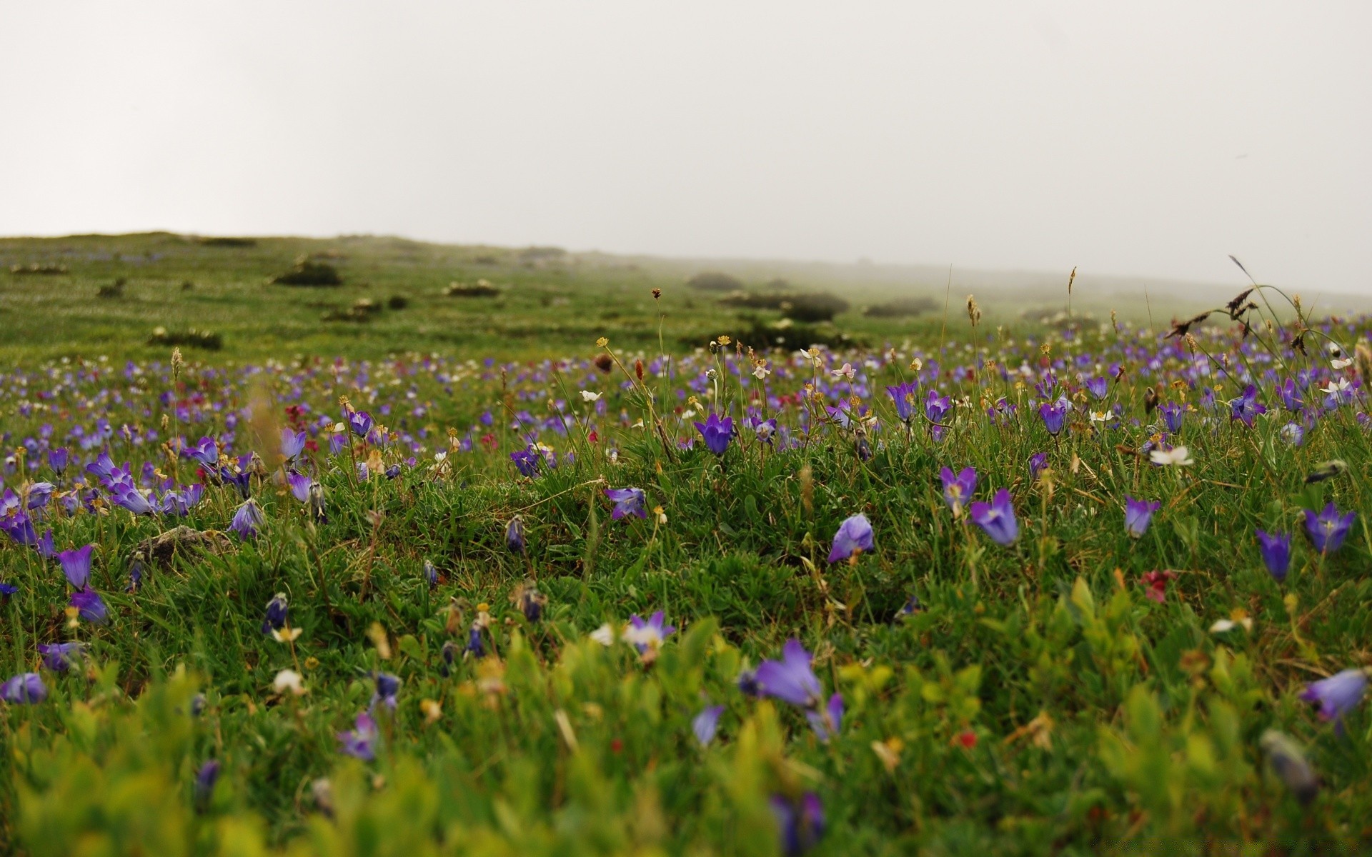 paisaje flor heno campo naturaleza flor silvestre hierba paisaje rural verano al aire libre pastizales flora salvaje sol campo buen tiempo floral floración temporada