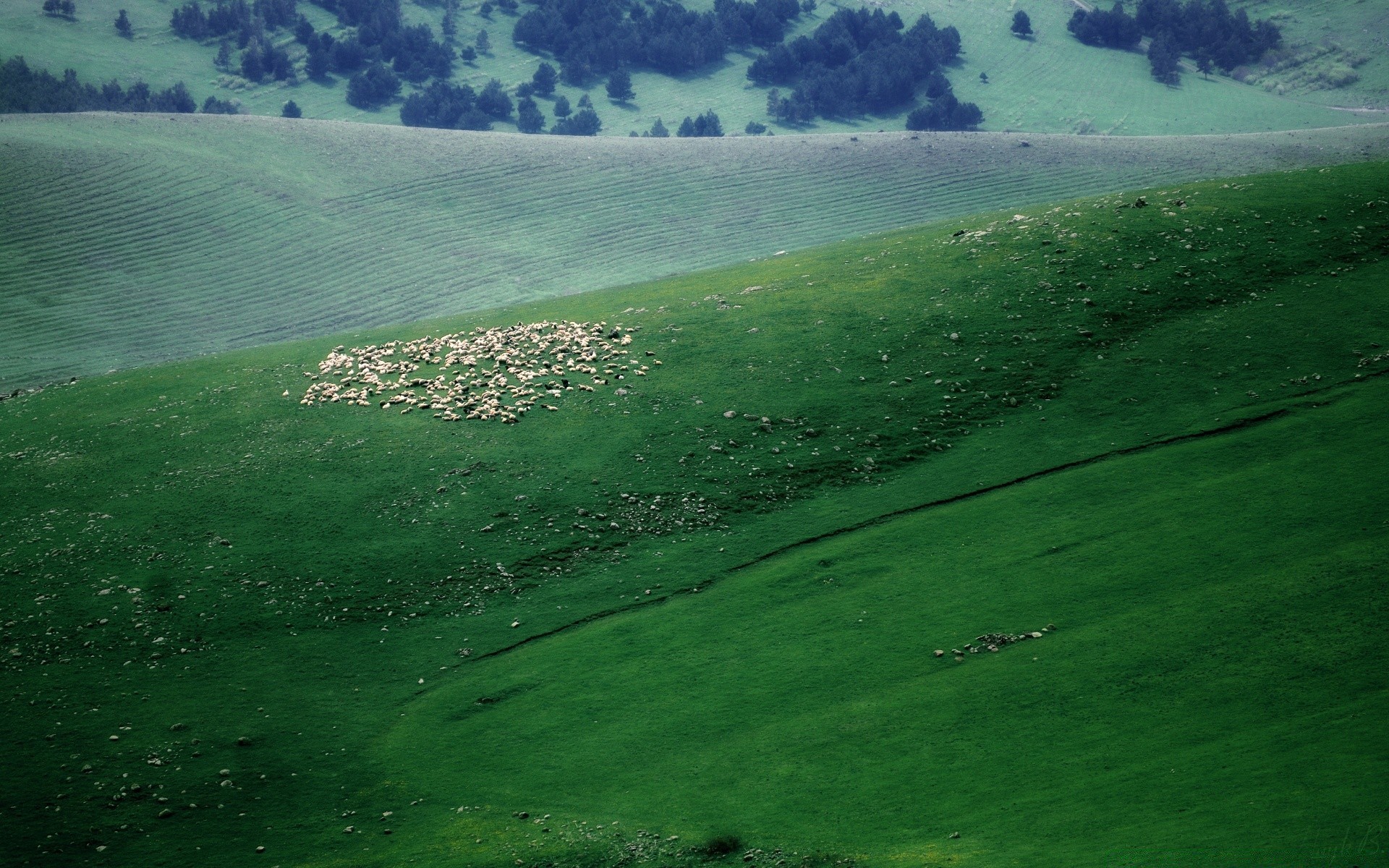 landscapes landscape grass nature golf outdoors summer hayfield tree grassland hill pasture countryside sky