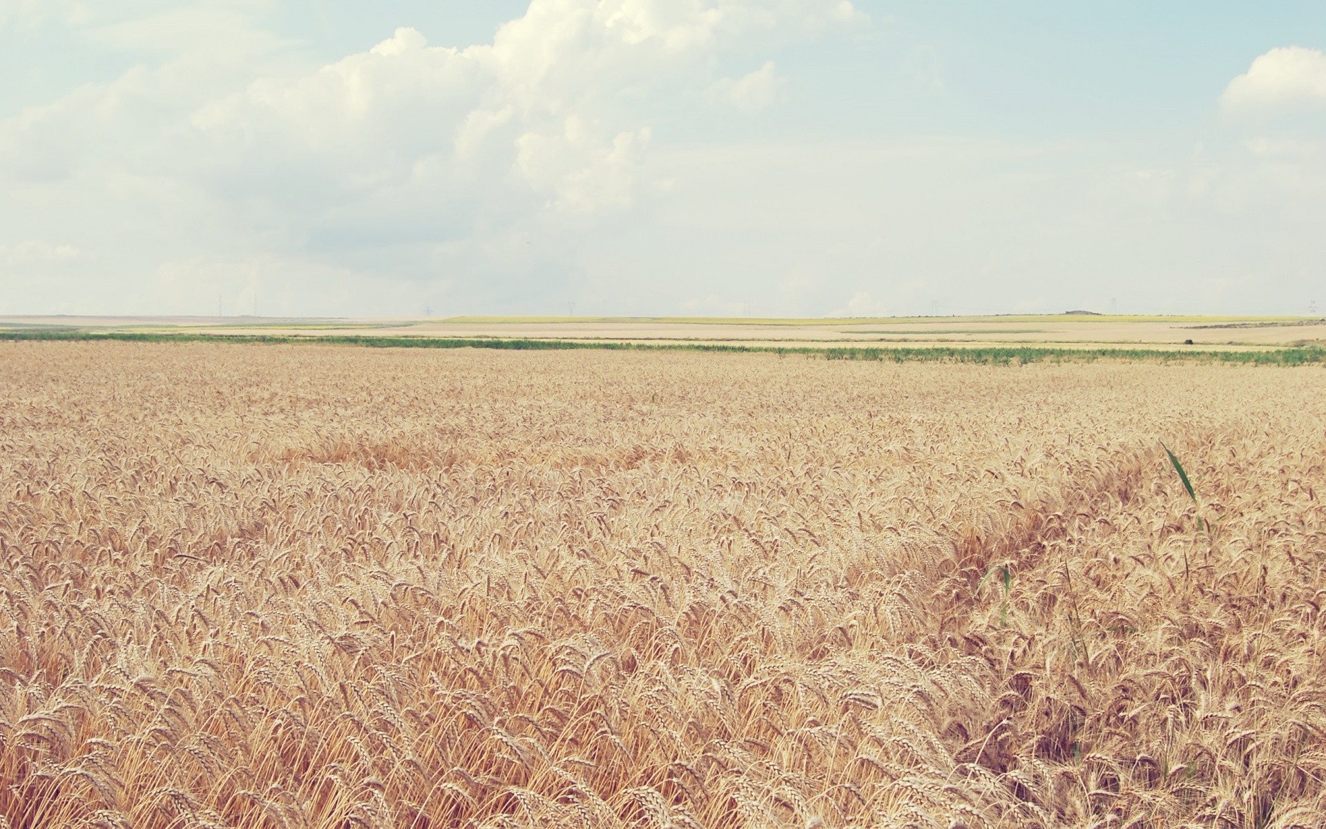 paesaggio grano fiocchi raccolto paglia pascolo campo rurale mais fattoria agricoltura campagna segale natura pane estate paesaggio crescita terreno agricolo oro