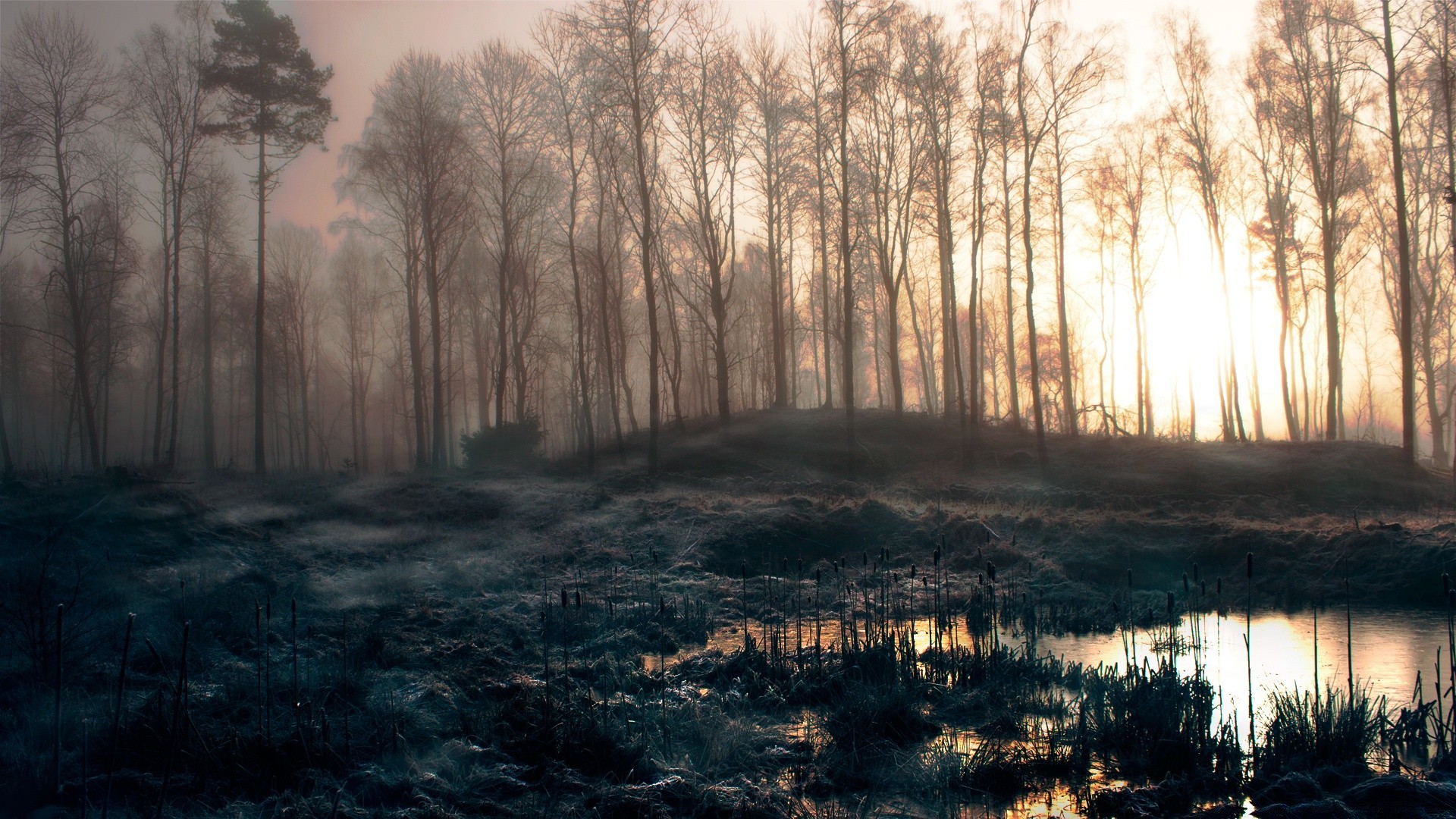 paesaggio albero paesaggio nebbia legno alba nebbia natura tempo inverno all aperto luce autunno parco lago