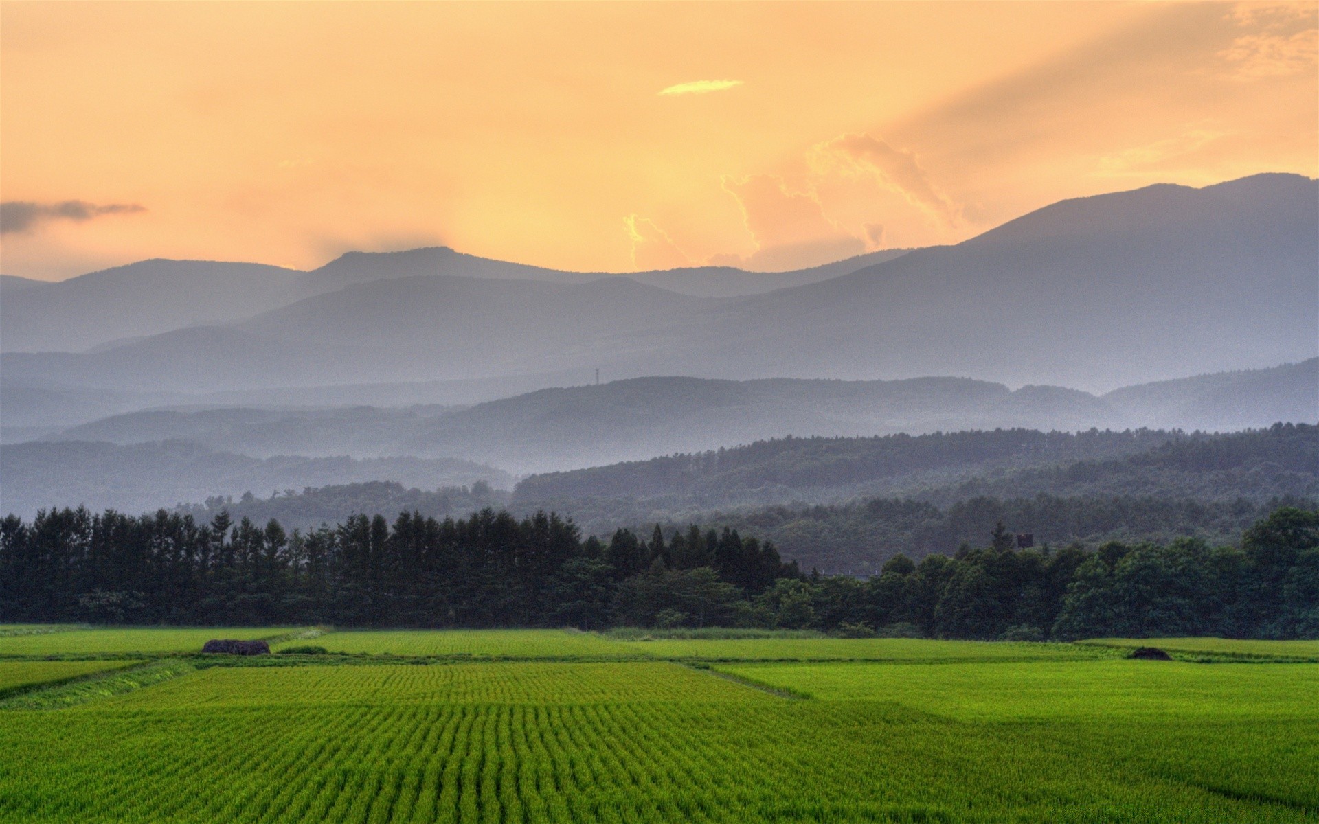 landscapes landscape agriculture cropland countryside rural nature field farm outdoors grass tree sky dawn pasture farmland summer sunset growth travel