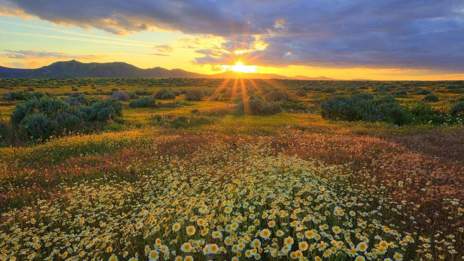 paisaje paisaje naturaleza al aire libre flor campo cielo rural hierba heno flora viajes verano suelo escénico espectáculo campo montañas pastizales