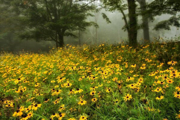 Blumenwiese am Waldrand