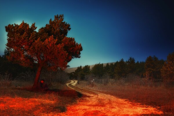 Un árbol cerca del camino. Amanecer en la naturaleza