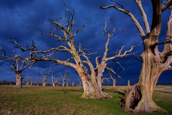 Dead trees and blue skies