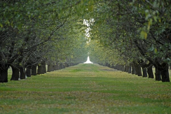 Sentiero verde tra alberi secolari