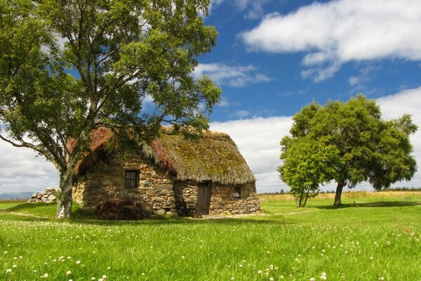 Paisagem Árvores em um fundo de grama brilhante