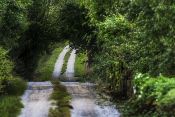 Kurvenreiche Straße in einem Waldgebiet