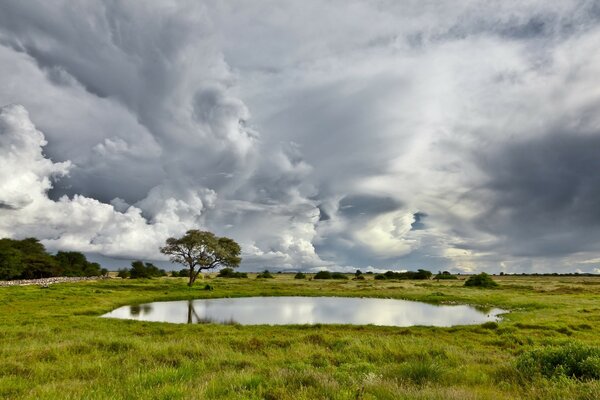 A lonely lake with a tree in the middle of a clearing