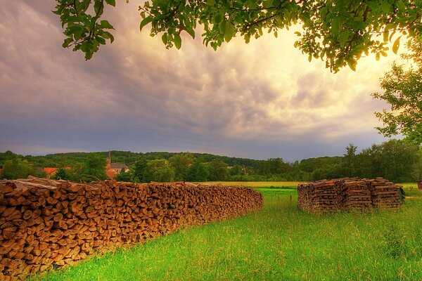 Paysage du soir de la nature verte