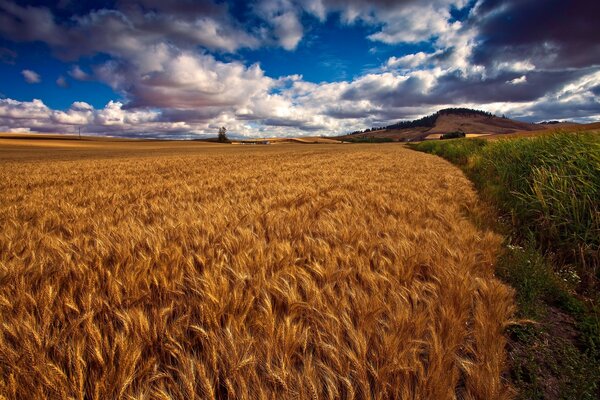 Landscape of ripe wheat with shades of green