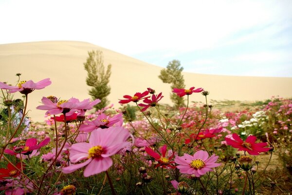 Clairière avec des fleurs sur fond de désert