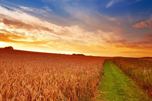 The scarlet dawn in the fields of wheat