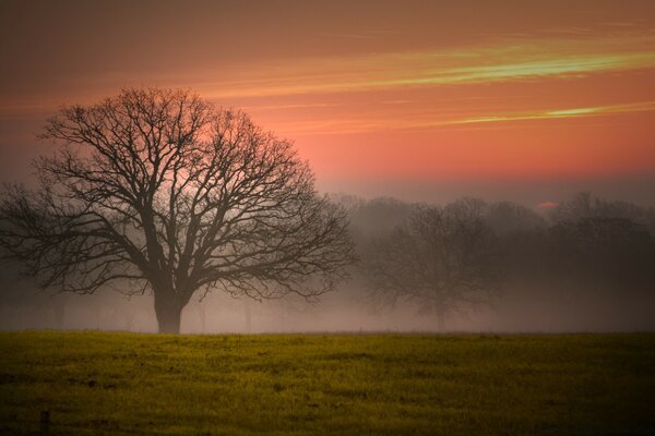 A tree in the fog at sunset