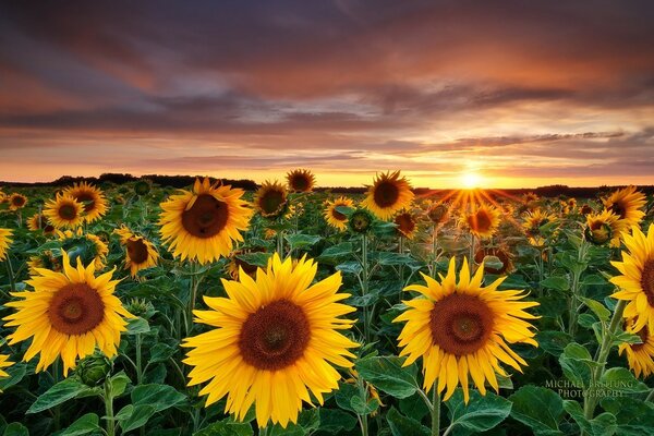 Rayons du soleil du matin sur les tournesols