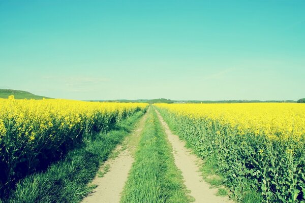 Die Straße in einem mit gelben Blumen übersäten Feld