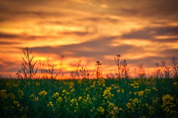 Blumen im Feld bei Sonnenuntergang