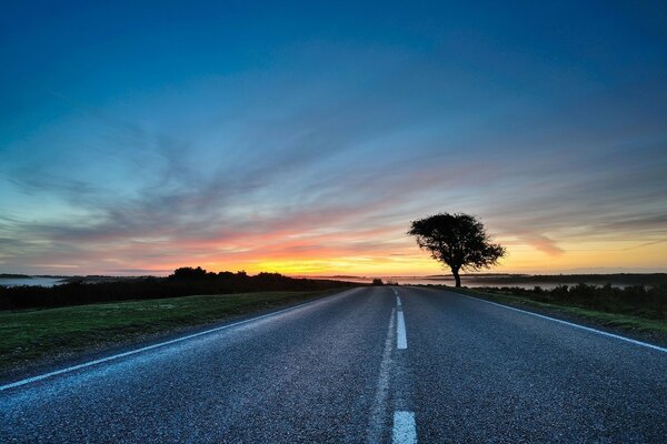 A tree by the road at sunset