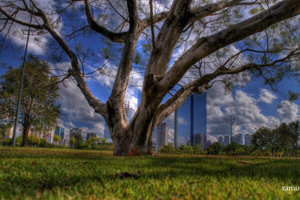 Enorme árbol en el parque de la ciudad