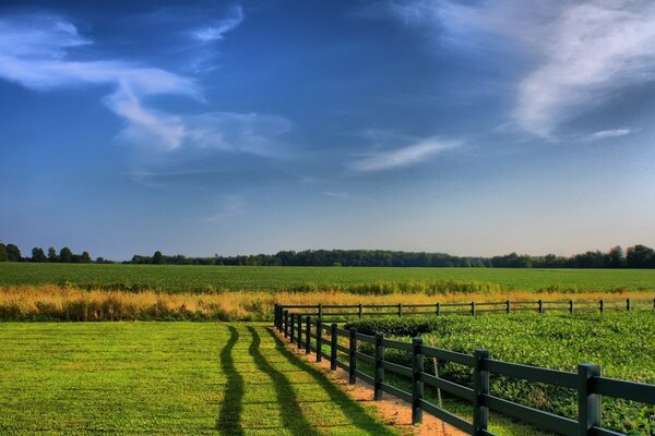 Yellow-green fields in the countryside