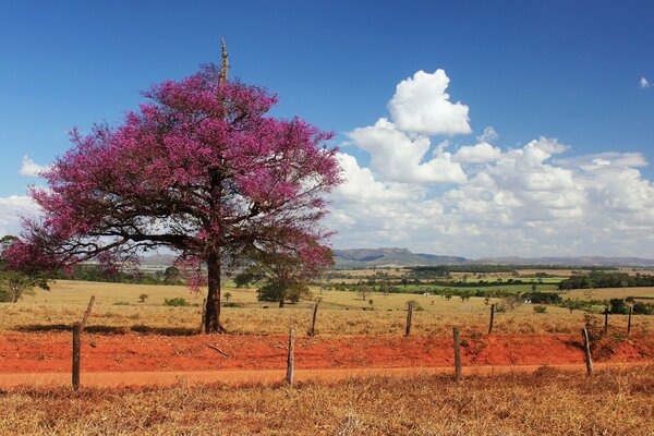 Paisagem de outono. Árvore solitária