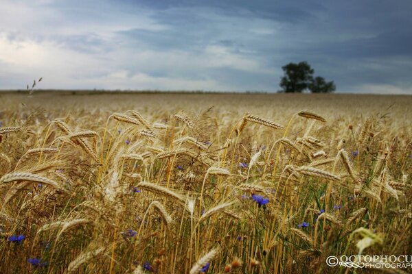 Endless wheat field landscape