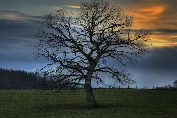 Árbol de otoño al amanecer del día