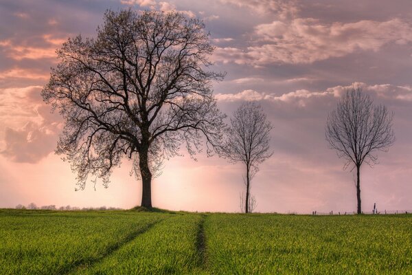 Arbres dans le coucher de soleil rose