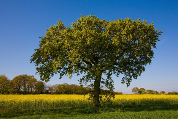 Árbol solitario en el campo