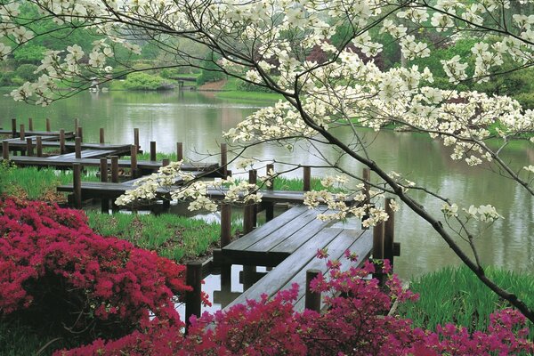 Blooming garden near the lake